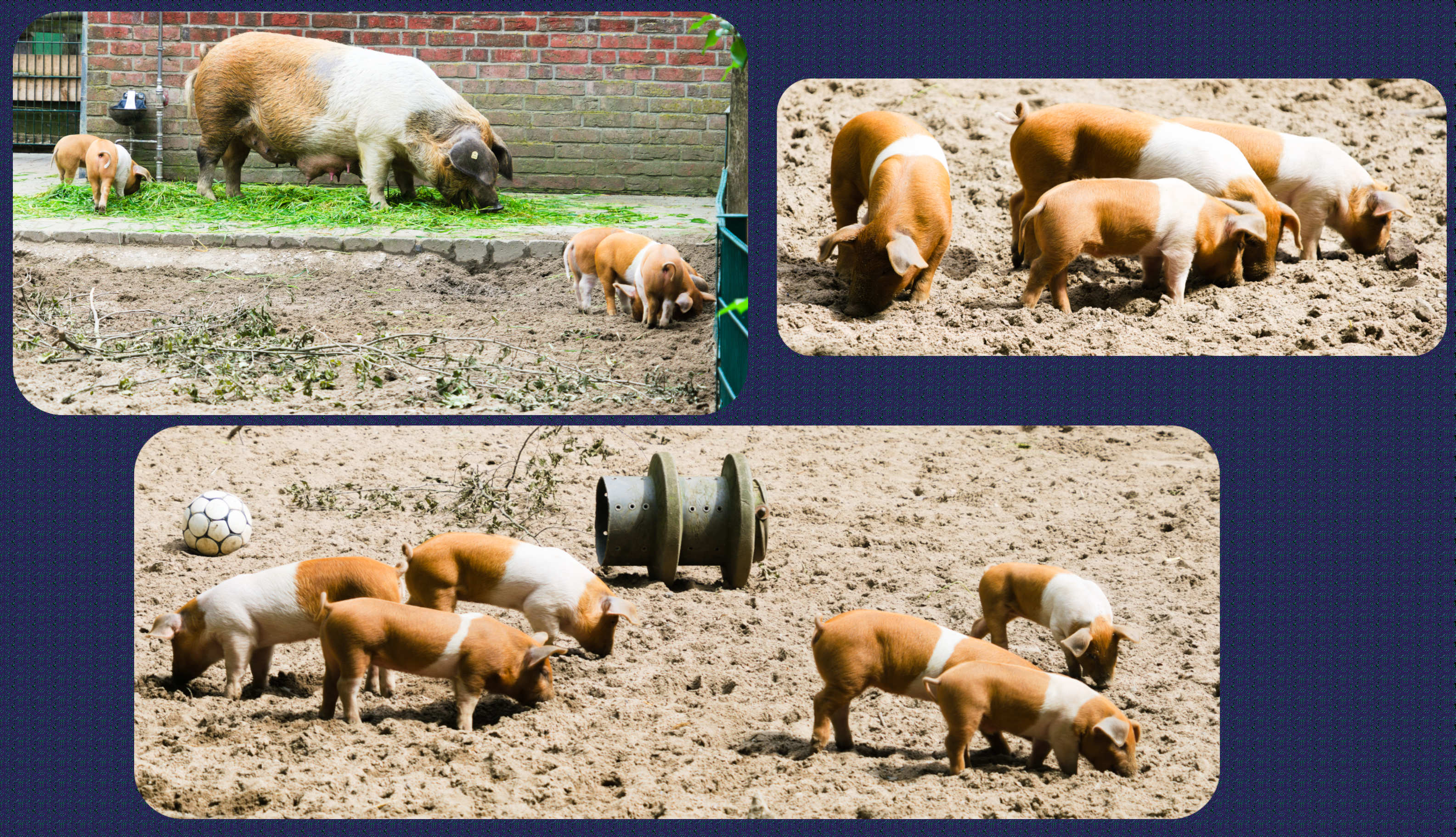 ZOOM Erlebniswelt Rotbuntes Husumer Schwein mit ihren Ferkeln
